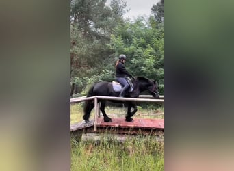 Fellpony, Stute, 5 Jahre, 13,2 hh, Rappe