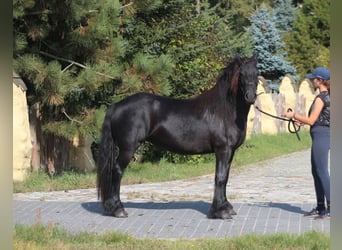 Fell pony, Mare, 5 years, 13,2 hh, Black