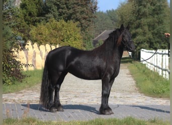 Fellpony, Stute, 5 Jahre, 13,2 hh, Rappe