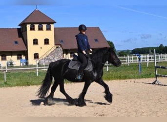 Fell pony, Mare, 5 years, 14.1 hh, Black