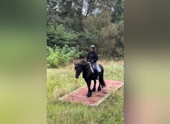 Fell pony, Mare, 6 years, 13,2 hh, Black