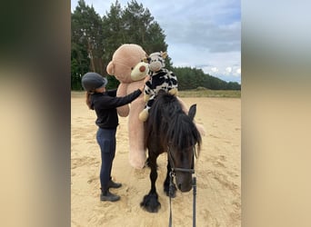 Fell pony, Mare, 6 years, 13,2 hh, Black