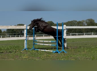 Fell pony, Mare, 6 years, 13,2 hh, Black