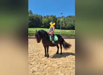 Fellpony, Stute, 8 Jahre, 12,2 hh, Rappe