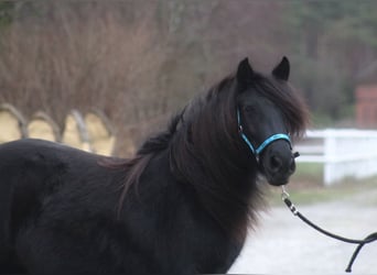 Fell pony, Mare, 8 years, 13.1 hh, Black
