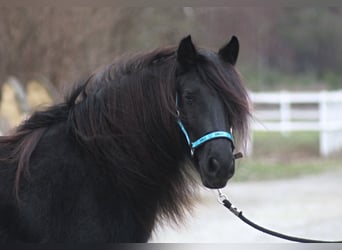 Fell pony, Mare, 8 years, 13.1 hh, Black