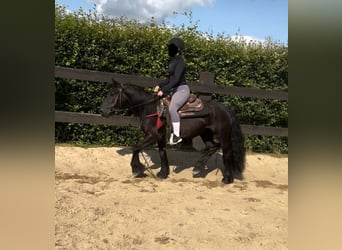 Fell pony, Mare, 8 years, 13.2 hh, Black