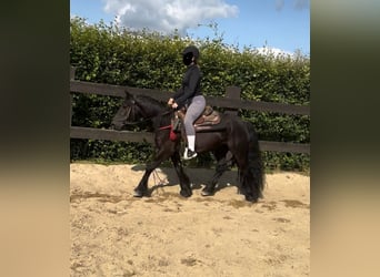 Fell pony, Mare, 8 years, 13.2 hh, Black