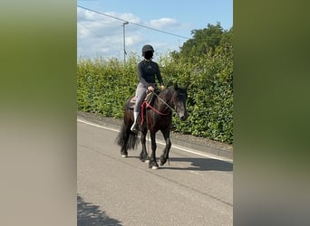 Fell pony, Mare, 8 years, 13.2 hh, Black