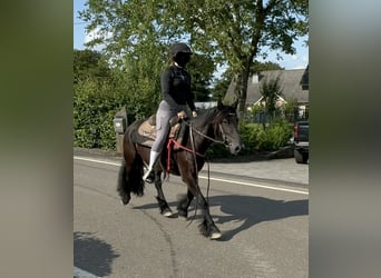 Fell pony, Mare, 8 years, 13.2 hh, Black