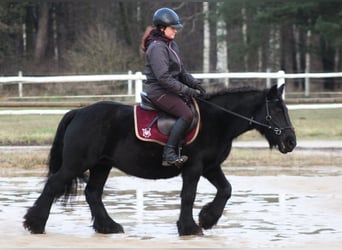 Fell pony, Mare, 9 years, 13.1 hh, Black