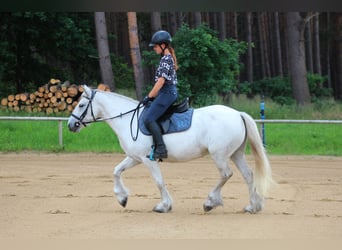 Fell pony, Mare, 9 years, 13.3 hh, Gray