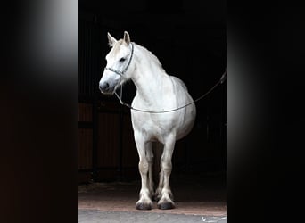 Fellpony, Stute, 9 Jahre, 13,3 hh, Schimmel