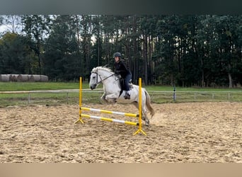 Fellpony, Stute, 9 Jahre, 13,3 hh, Schimmel