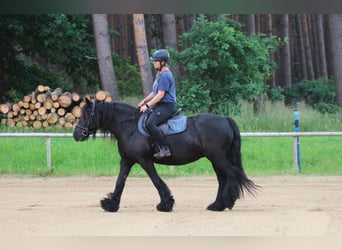 Fell pony, Merrie, 10 Jaar, 145 cm, Zwart