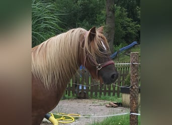 Fell pony, Merrie, 12 Jaar, 142 cm, Vos