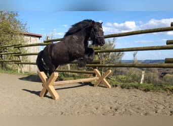 Fell pony, Merrie, 14 Jaar, 130 cm, Zwart