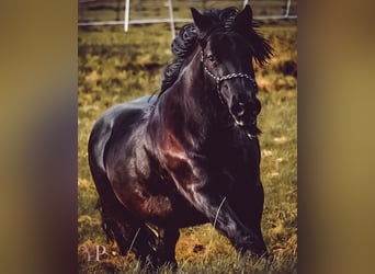 Fell pony, Merrie, 19 Jaar, 137 cm, Zwart