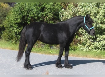 Fell pony, Merrie, 1 Jaar, 140 cm, kan schimmel zijn