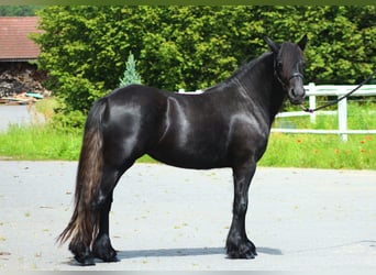 Fell pony, Merrie, 2 Jaar, 142 cm, kan schimmel zijn