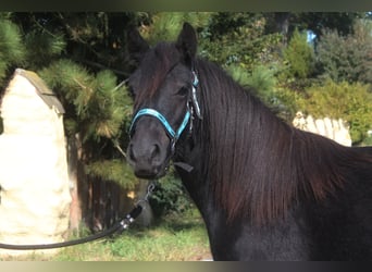 Fell pony, Merrie, 2 Jaar, 142 cm, kan schimmel zijn