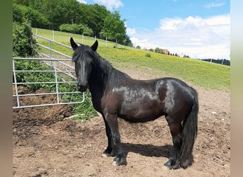 Fell pony, Merrie, 2 Jaar, 142 cm, Zwart