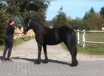 Fell pony, Merrie, 2 Jaar, 145 cm, kan schimmel zijn