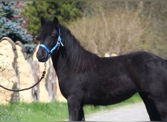 Fell pony, Merrie, 2 Jaar, 145 cm, kan schimmel zijn