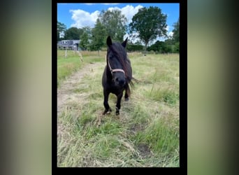 Fell pony, Merrie, 3 Jaar, 130 cm, Zwart