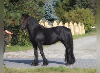 Fell pony, Merrie, 3 Jaar, 145 cm, Zwart