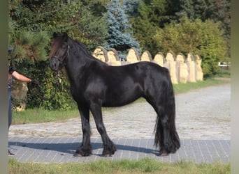 Fell pony, Merrie, 4 Jaar, 145 cm, Zwart