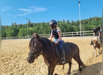 Fell pony Mix, Merrie, 5 Jaar, 125 cm, Zwart