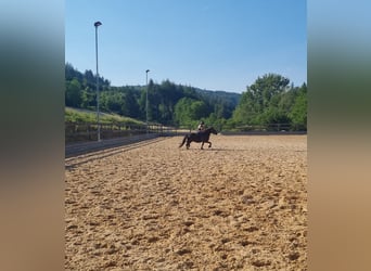 Fell pony Mix, Merrie, 5 Jaar, 125 cm, Zwart