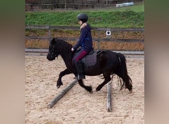 Fell pony Mix, Merrie, 5 Jaar, 125 cm, Zwart
