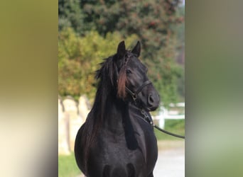 Fell pony, Merrie, 5 Jaar, 140 cm, Zwart