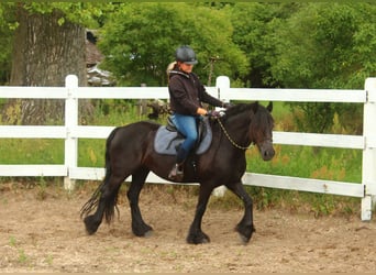 Fell pony, Merrie, 5 Jaar, 140 cm, Zwart