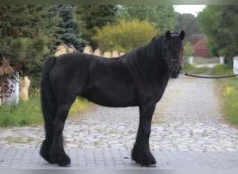 Fell pony, Merrie, 5 Jaar, 145 cm, Zwart