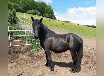 Fell pony, Merrie, 7 Jaar, 146 cm, Zwart