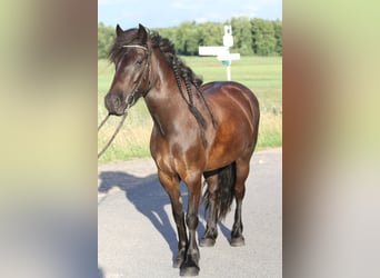 Fell pony, Merrie, 8 Jaar, 138 cm, Zwart