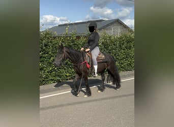 Fell pony, Merrie, 8 Jaar, 140 cm, Zwart