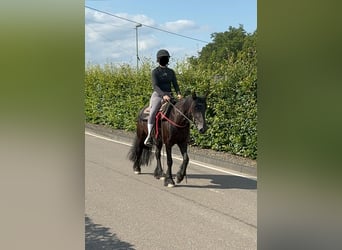 Fell pony, Merrie, 8 Jaar, 140 cm, Zwart