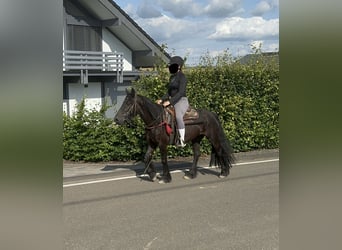 Fell pony, Merrie, 8 Jaar, 140 cm, Zwart