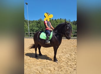 Fell pony, Merrie, 9 Jaar, 130 cm, Zwart