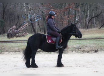 Fell pony, Merrie, 9 Jaar, 137 cm, Zwart