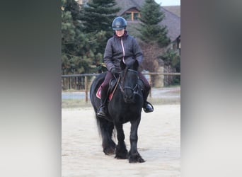 Fell pony, Merrie, 9 Jaar, 137 cm, Zwart