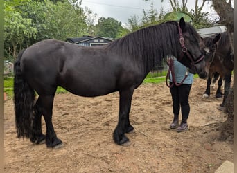 Fell pony, Merrie, 9 Jaar, 138 cm, Zwart