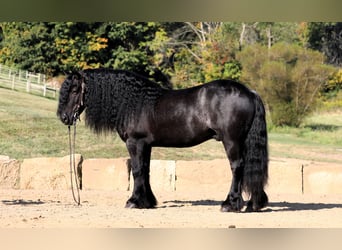 Fell pony, Ruin, 10 Jaar, 137 cm, Zwart