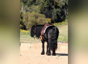 Fell pony, Ruin, 10 Jaar, 137 cm, Zwart