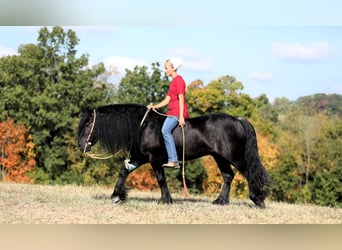 Fell pony, Ruin, 10 Jaar, 137 cm, Zwart