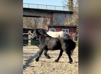 Fell pony, Ruin, 15 Jaar, 135 cm, Zwart